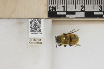 Media type: image;   Entomology 786070 Aspect: Labels